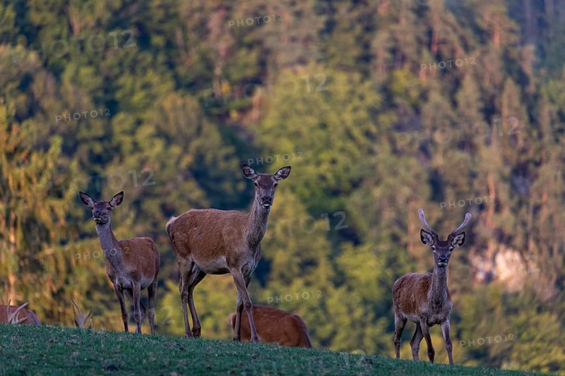 A herd of red deer (Cervus elaphus) standing on a meadow, with a forest in the distant background