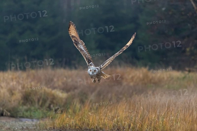 One Siberian Eagle Owl (Bubo bubo sibiricus) flying over tall reed grass lakeshore on an autumnal misty cold morning