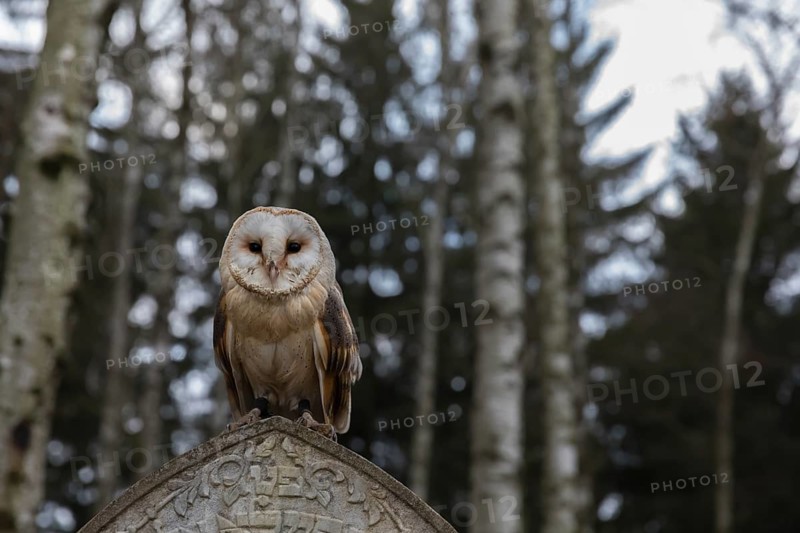 One barn owl (Tyto alba) perched on a very old gravestone in a forest. Green vegetation in the background