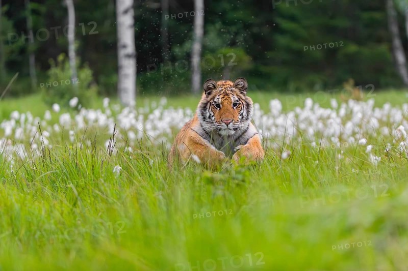 One young female Siberian Tiger, Panthera tigris altaica, running thru tall cottongrass. Early morning light