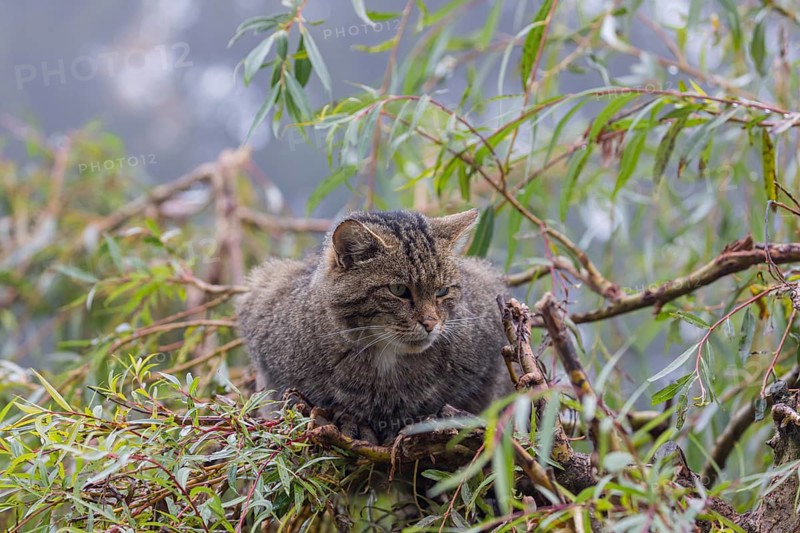 One European wildcat, Felis silvestris silvestris, resting in a green weeping willow tree. Green leaves all around