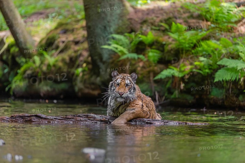 One young female Siberian Tiger, Panthera tigris altaica, playing with a log in the cool fresh water of a creek deep in a forest