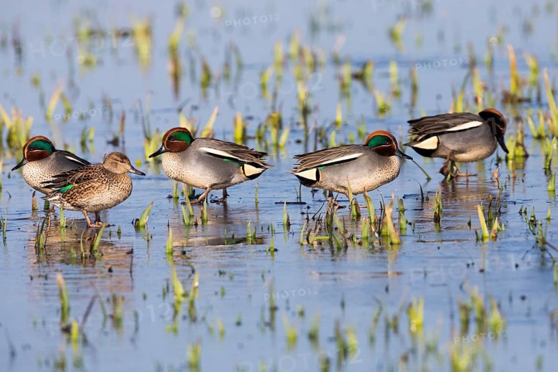 Eurasian Teal (Anas crecca), a group of four male ducks and one female duck, resting on a frozen lake in winter, Texel, Holland