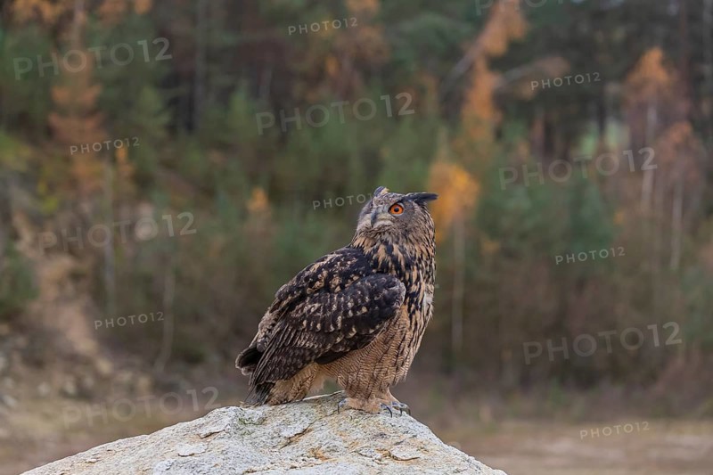 One Eurasian Eagle Owl, Bubo bubo, sitting on a grey rock of a stone quarry, a forest in fall foliage in the background