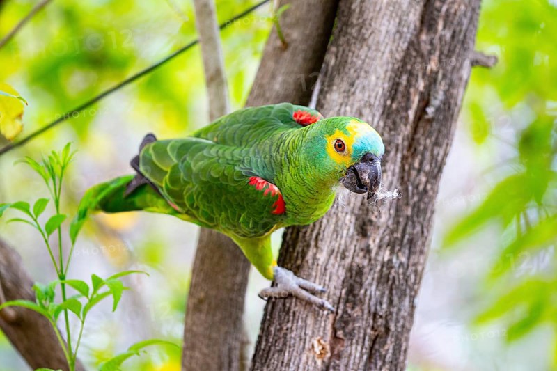 Blue-fronted Amazon (Amazona aestiva (Pantanal Brazil