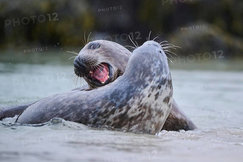 Grey seal (Halichoerus grypus) playing with each other in the water, sea, Düne, Helgoland, Schleswig-Holstein, Germany, Europe