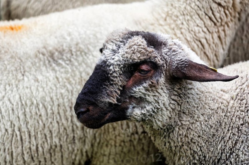 Black-headed sheep (Ovis gmelini aries), black-headed meat sheep, Shepherd and Herding Festival 2017, Amelungsborn Monastery, Negenborn, Lower Saxony, Germany, Europe