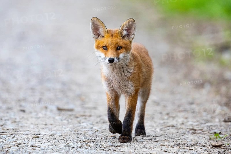 Fox (Vulpes vulpes) puppy Germany