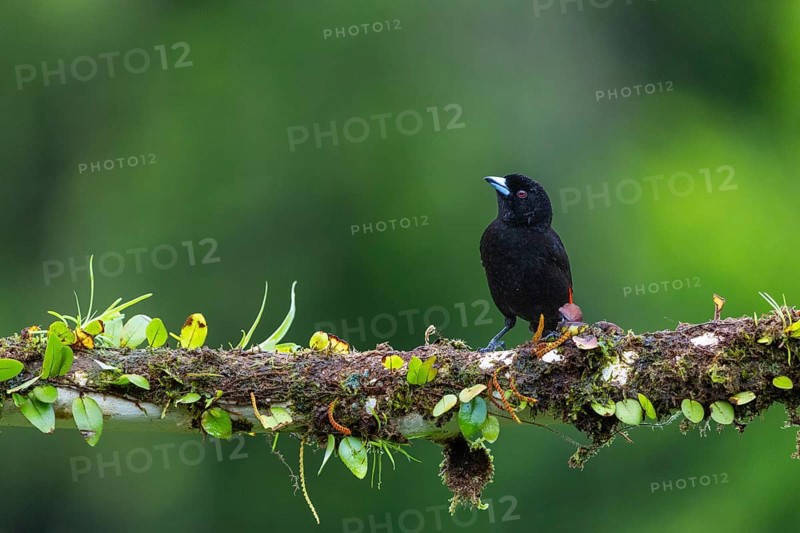 Flame tanager (Pamphecelus passerinii), tanager (Thraupidae), Costa Rica, Central America