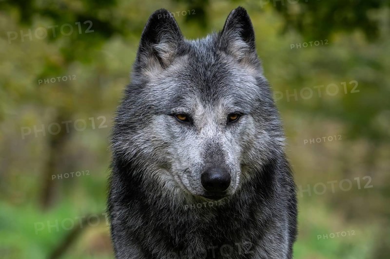 Close-up portrait of black and white Northwestern wolf, Mackenzie Valley wolf, Canadian, Alaskan timber wolf (Canis lupus occidentalis) in forest