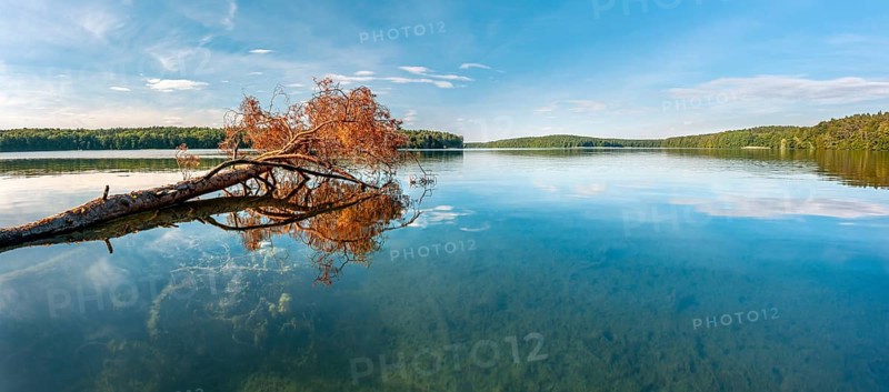 A fallen tree lies in the Stechlin, Großer Stechlinsee, clear water lake, view through the clear water to the bottom of the lake, municipality of Stechlin, district of Oberhavel, Brandenburg, Germany, Europe