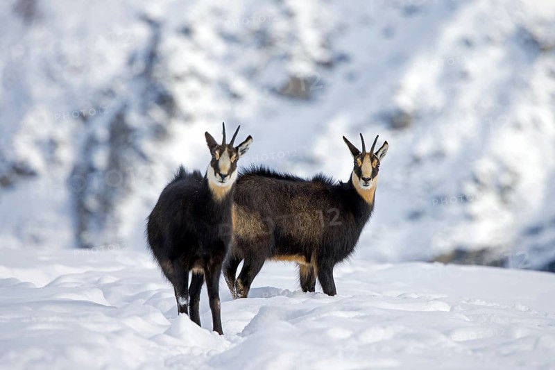 Two Alpine chamois (Rupicapra rupicapra) males, bucks on snow covered mountain slope during the rut in winter in the European Alps