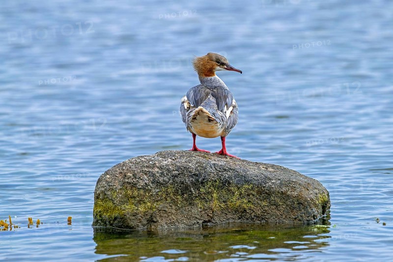 Common merganser, goosander (Mergus merganser merganser) female resting on boulder along the North Sea coast in winter