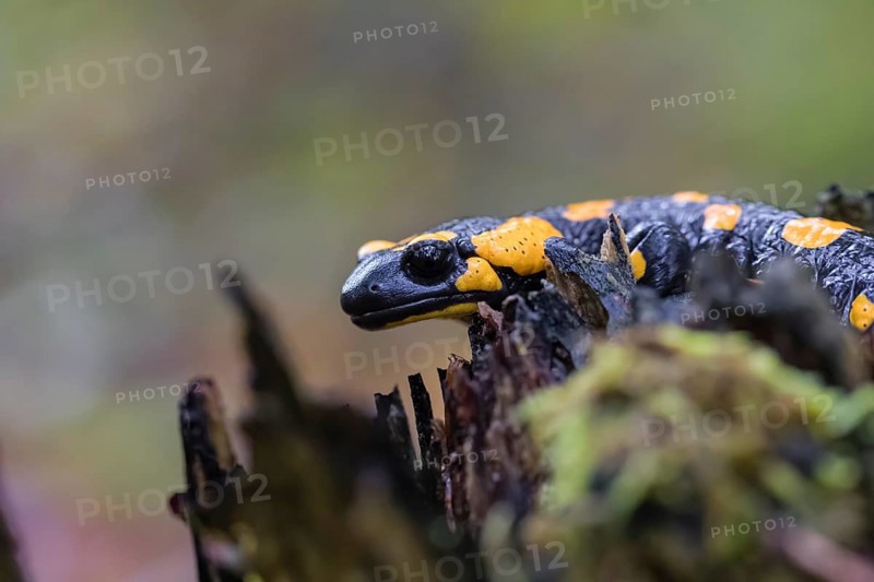 One fire salamander (Salamandra salamandra) rests on a tree stump on a rainy day. IUCN conservation status is Near Threatened