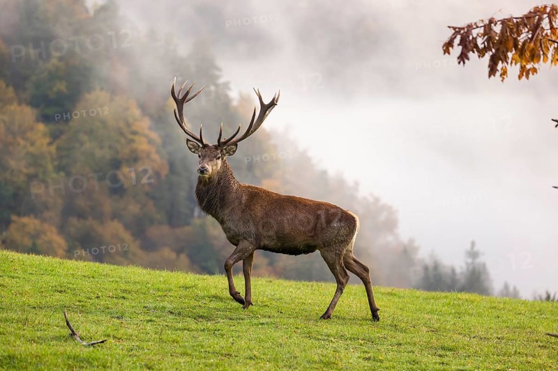A red deer stag (Cervus elaphus) runs across a meadow. A forest with autumn leaves can be seen in the background. Wisps of mist drift over the forest