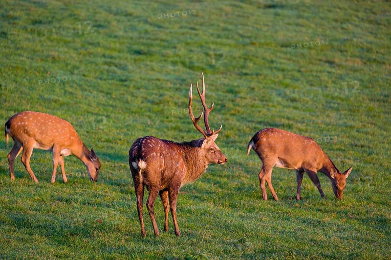 A Manchurian sika deer stag and two female (or Dybowski's sika deer, Cervus nippon mantchuricus or Cervus nippon dybowskii) stand on a green meadow