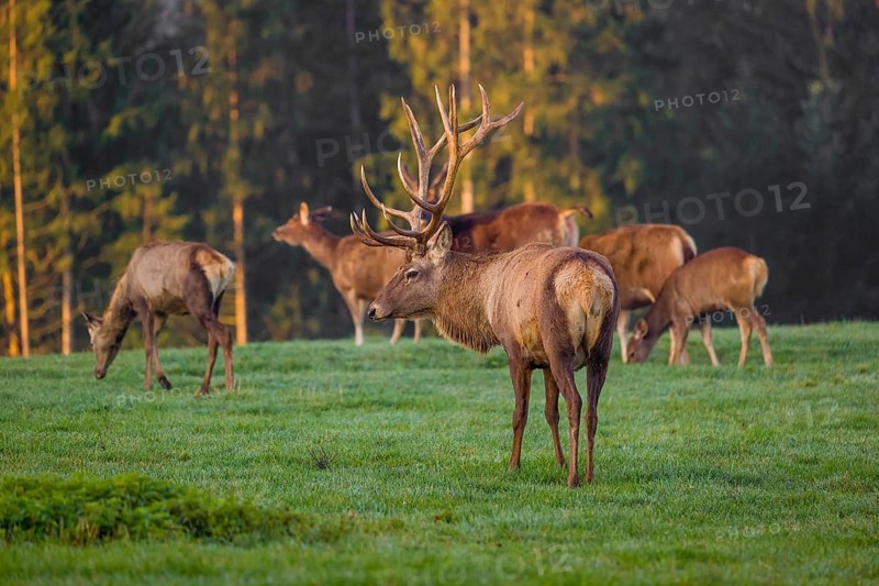 An Altai maral stag, Altai wapiti or Altai elk (Cervus canadensis sibiricus) stands on a meadow in the very first light of the day. Trees in autumn colors stand in the background