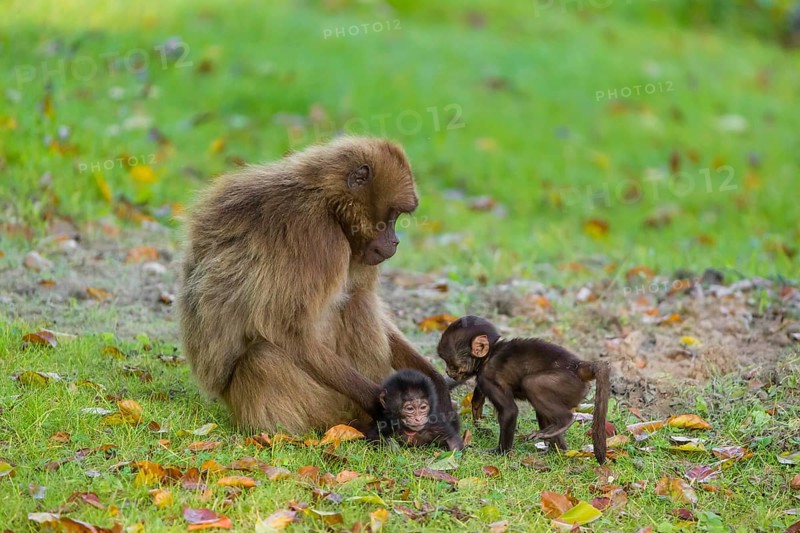 One female Gelada (Theropithecus gelada), or bleeding-heart monkey takes care of two babies