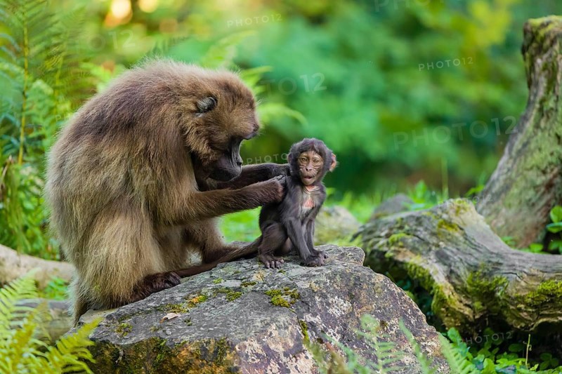 One female Gelada (Theropithecus gelada), or bleeding-heart monkey sits on a rock grooming her baby. A green forest is in the background