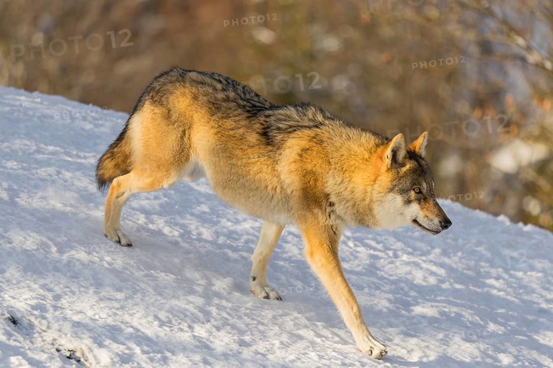 An adult female grey wolf (Canis lupus lupus) runs across the sloping, snow-covered meadow at the edge of a forest on a cold, sunny day