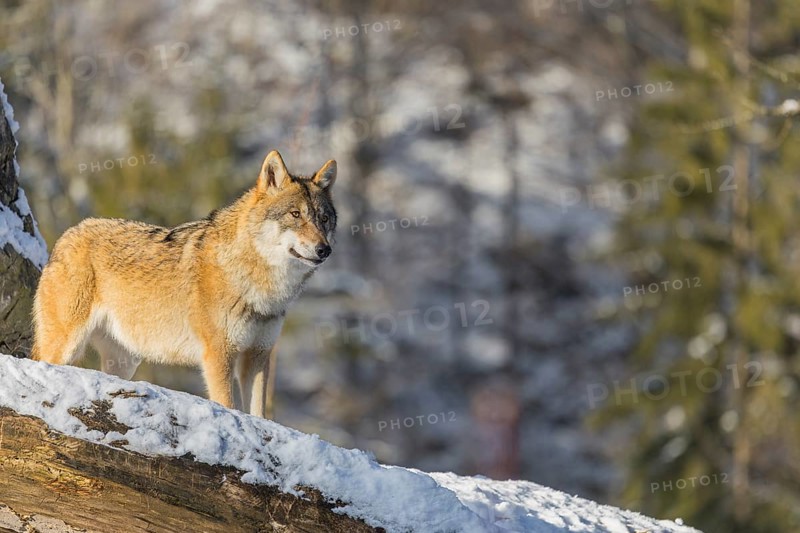 An adult female grey wolf (Canis lupus lupus) stands on a sloping, snow-covered meadow at the edge of a forest on a cold, sunny day. A forest can be seen in the background