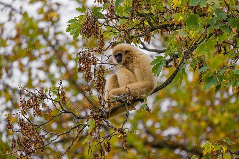 A White-handed gibbon, Hylobates lar, climbs in a tree