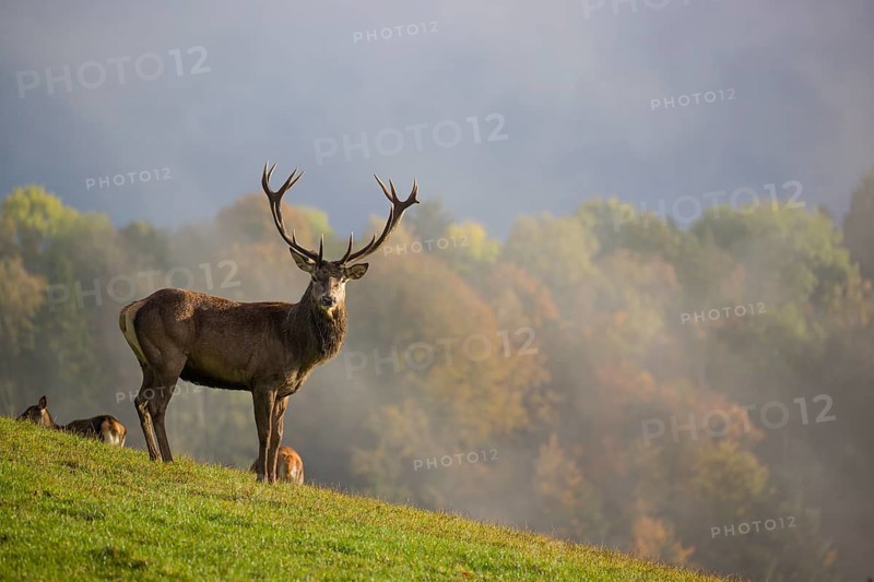 A herd of red deer (Cervus elaphus) stands in a meadow, A forest with autumn leaves can be seen in the background. Wisps of mist drift over the forest