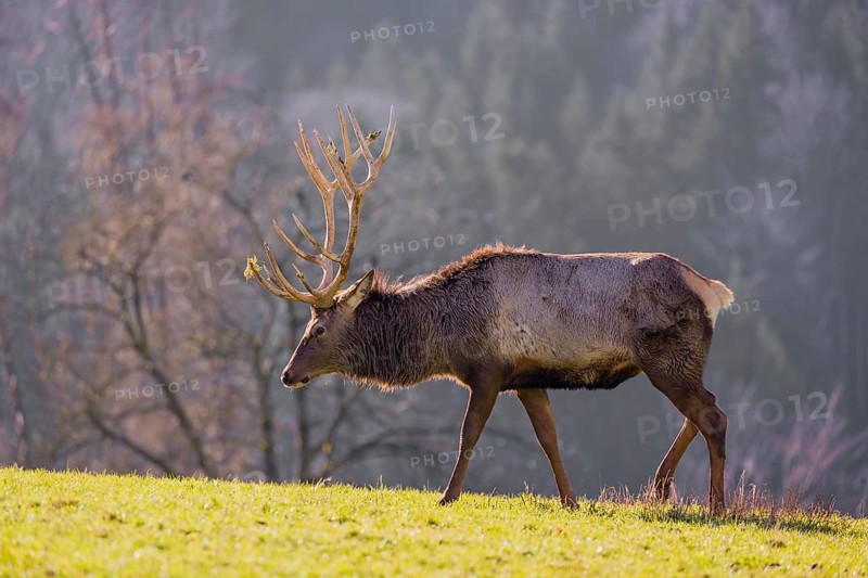 An Altai maral stag, Altai wapiti or Altai elk (Cervus canadensis sibiricus) stands in a meadow in the late light of the day