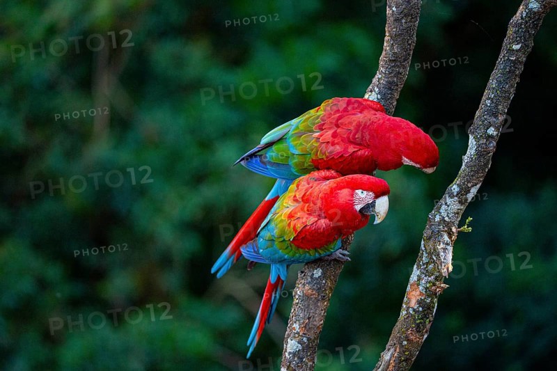 Red-and-green macaw (Ara chloropterus) Buraco das Araras Brazil