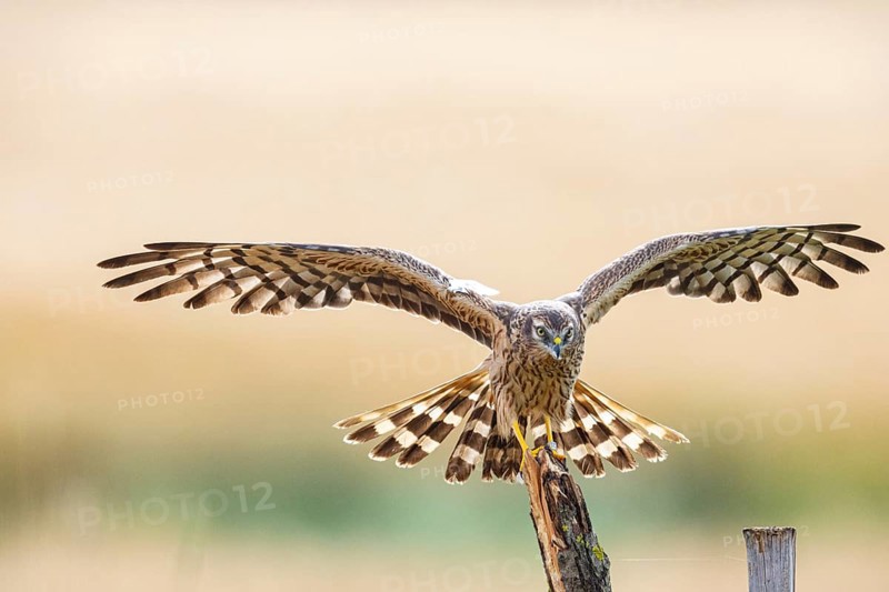Montagu's harrier (Circus pygargus) wbl Germany