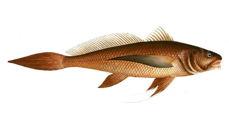Fish, Fische, Lonchurus barbatus, der bärtige Lanzettschwanz, the bearded Lancet-Tail, Historic, digitally restored reproduction from a 19th century original, Record date not stated
