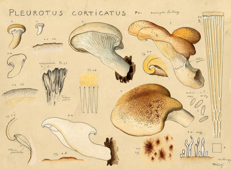 Mushroom, Mushrooms, Berindeter Seitling, Eichenseitling, Pleurotus dryinus, authentic reproduction of an illustration by Hans Walty (1868-1948) from about 1915, historical
