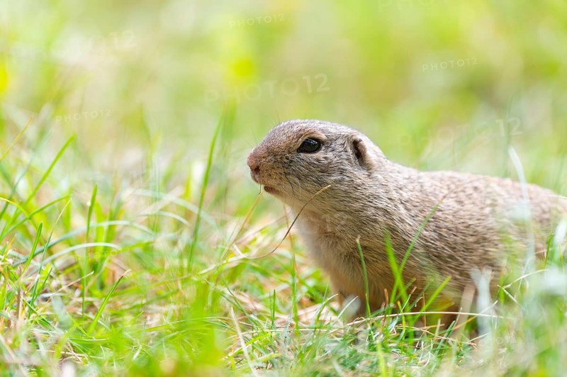 European ground squirrel (Spermophilus citellus) on a meadwo, Bavaria, Germany, Europe