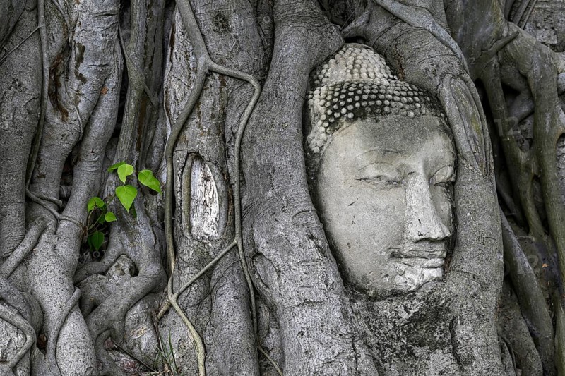 Sandstone Buddha head at the foot of a Bodhi tree in Wat Mahathat, Temple of the Great and Holy Relic, Ayutthaya, Ayutthaya Province, Thailand, Asia