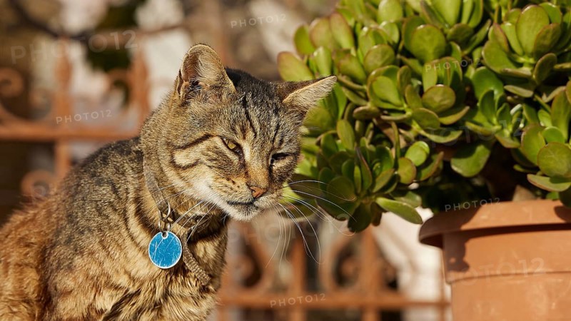 Tabby cat looks thoughtfully next to a pot with green plants, cat, Pyles, west coast, mountain village, evening light, Karpathos, Dodecanese, Greek Islands, Greece, Europe