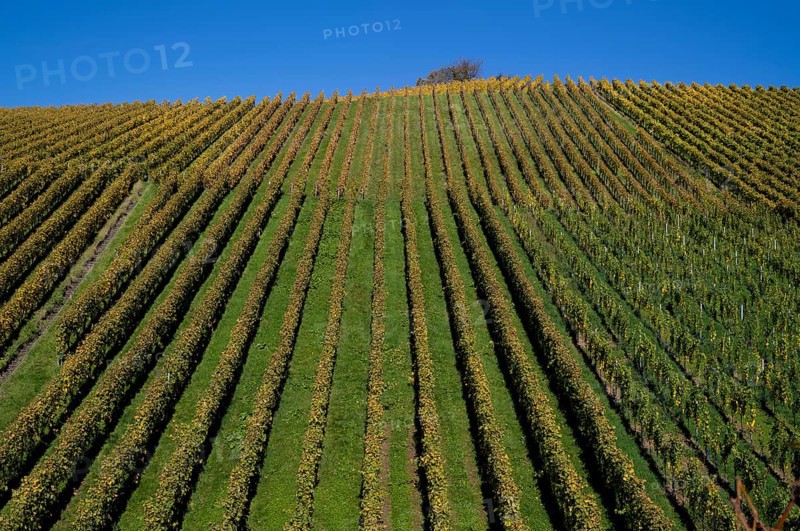 vineyard, vines, grapevines, winegrowing, autumn colouring, autumn, graphic, Strümpfelbach, Weinstadt, Baden-Württemberg, Germany, Europe