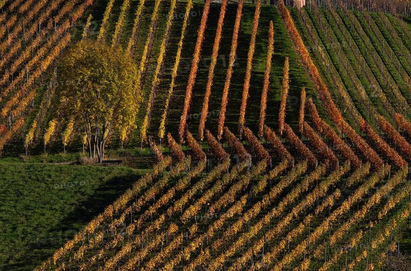 tree, vineyard, vines, vineyards, viticulture, autumn colouring, autumn, Strümpfelbach, Weinstadt, Baden-Württemberg, Germany, Europe