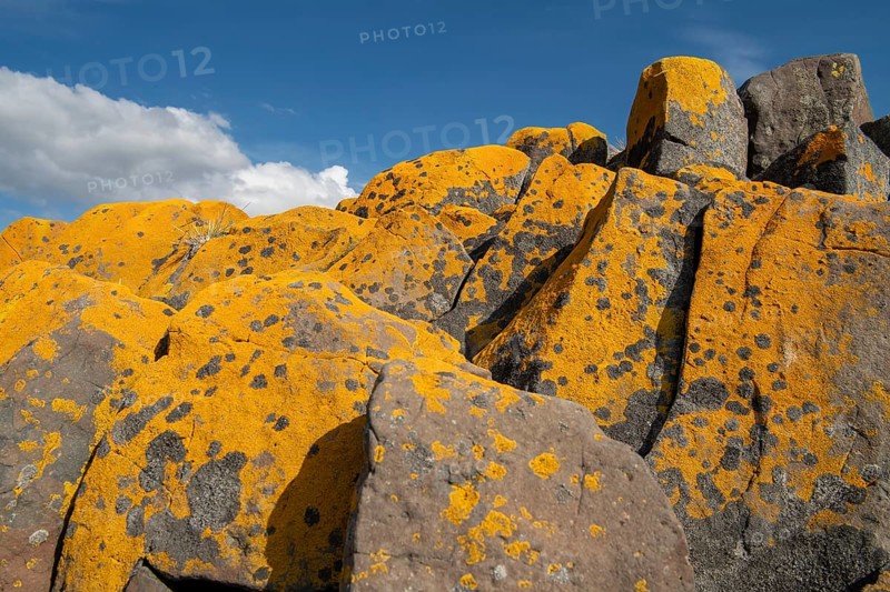 Orange-yellow lichen on columnar basalt, blue sky, Iceland, Europe