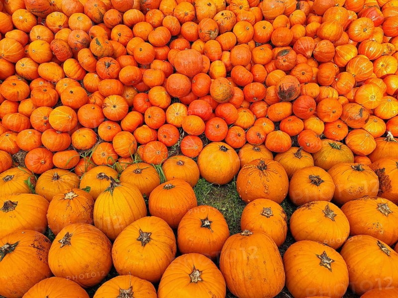 Hokkaido pumpkins, Lower Saxony, Germany, Europe
