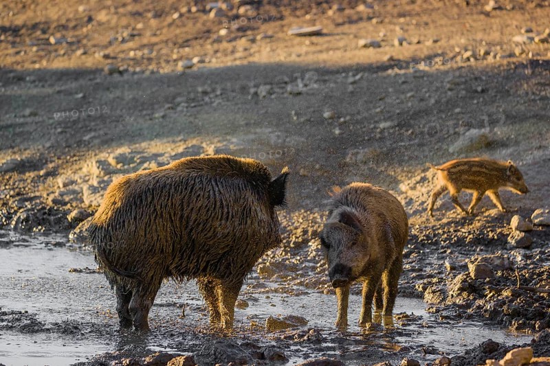 A wild boar or wild pig (Sus scrofa) shakes off the water and mud after a mud bath