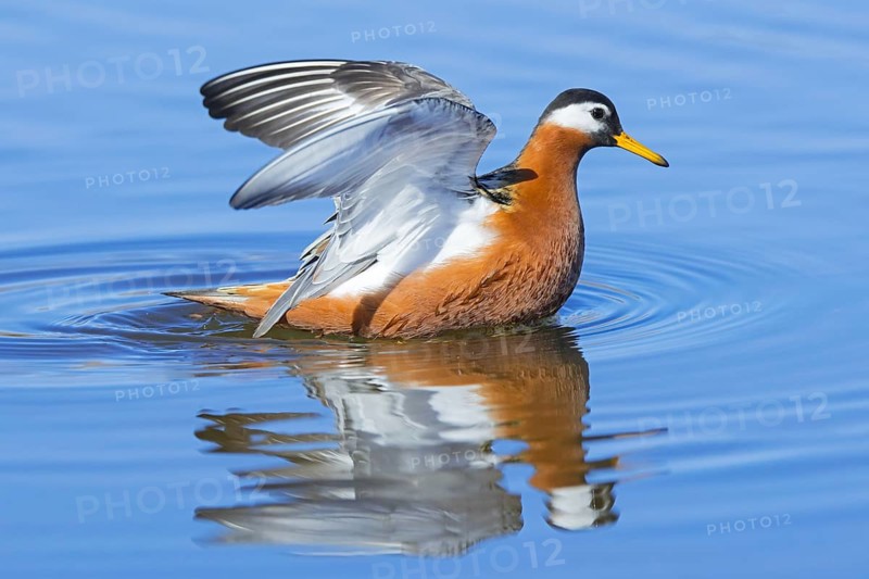 Red phalarope, grey phalarope (Phalaropus fulicarius) female in breeding plumage flapping wings in pond on the tundra in spring, Svalbard, Norway, Europe