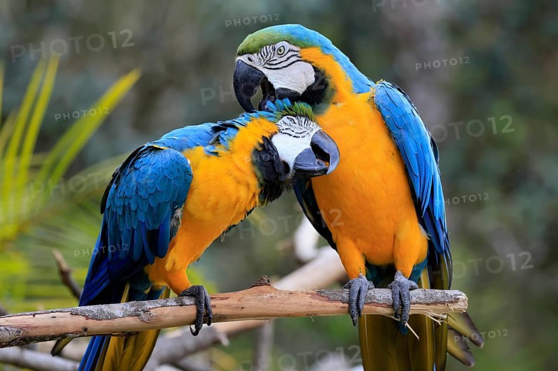 Yellow-breasted Macaw (Ara ararauna), adult, perch, pair, social behaviour, plumage care, South America