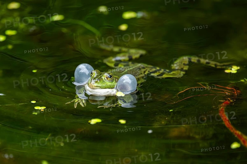 Edible frog (Pelophylax esculentus) in a little lake in the water, Bavaria, Germany, Europe