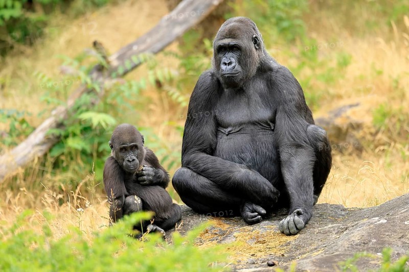 Western gorilla (Gorilla gorilla), adult, female, with young, sitting, on ground