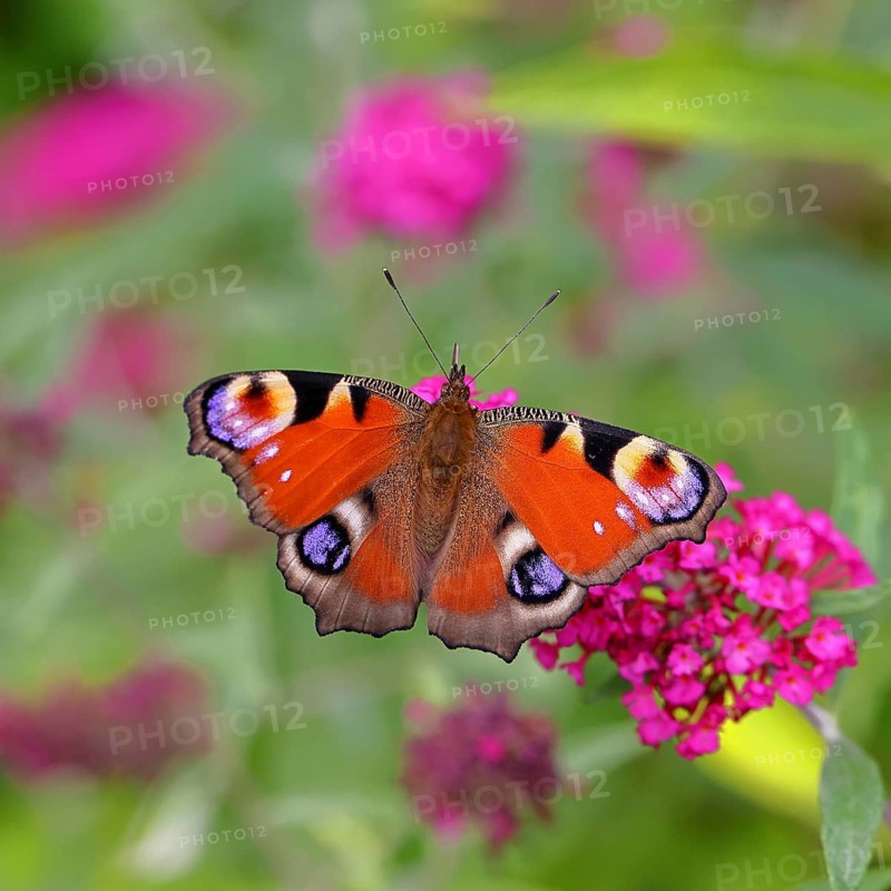 Peacock butterfly (Inachis io) sucking nectar on butterfly bush (Buddleja davidii), in a natural environment in the wild, close-up, wildlife, insects, butterflies, butterflies, Wilnsdorf, North Rhine-Westphalia, Germany, Europe