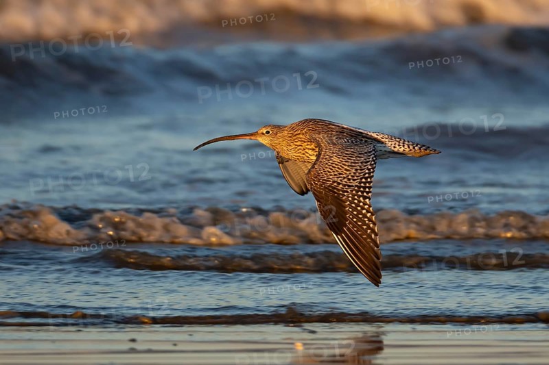 Eurasian curlew (Numenius arquata) adult bird flying over a coastline, Norfolk, England, United Kingdom, Europe