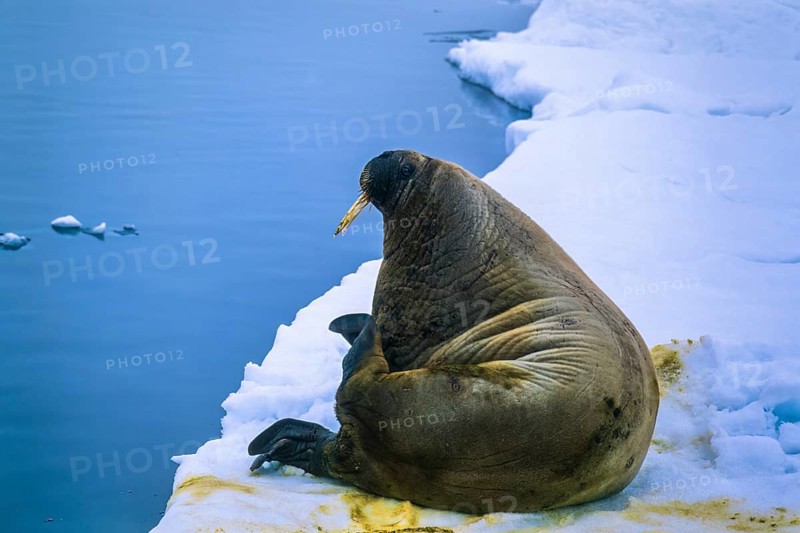 Walrus (Odobenus rosmarus) resting on a ice floe at the arctic sea Svalbard, Norway, Europe