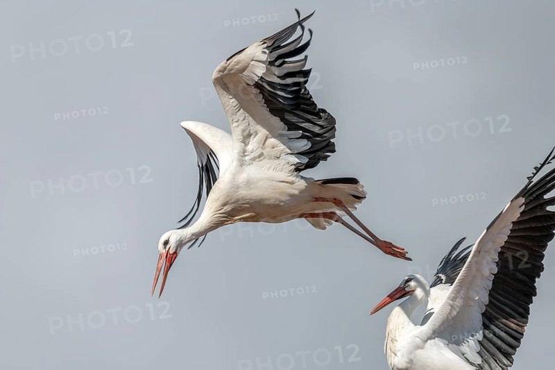 White stork (Ciconia ciconia) in flight during the nesting season in a village. Lower Rhine, Alsace, France, Europe