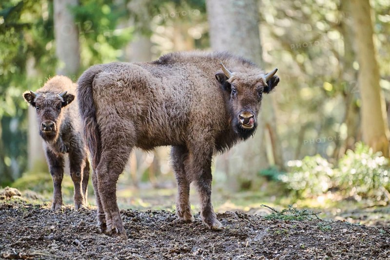 European bison (Bison bonasus) youngsters in a forest in spring, Bavarian Forest, Germany, Europe