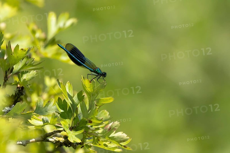 Banded demoiselle damselfly (Calopteryx splendens) adult male insect on a Hawthorn tree leaf in the summer, England, United Kingdom, Europe